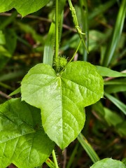 Rambusa leaf (Passiflora foetida) In The Morning