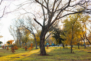 Fototapeta premium Autumn park scene with bare trees, green grass, and sunlight creating a warm atmosphere. The sun shines through the tree branches in this beautiful park, creating a peaceful and inviting scene.