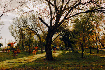 Autumn park scene with bare trees, green grass, and sunlight creating a warm atmosphere. The sun shines through the tree branches in this beautiful park, creating a peaceful and inviting scene.