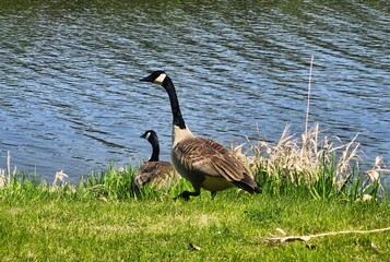 canada goose family