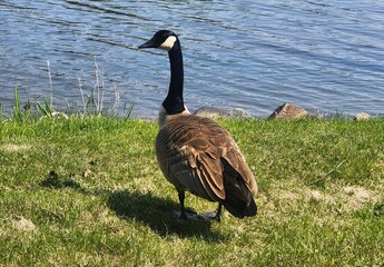canada goose on the lake