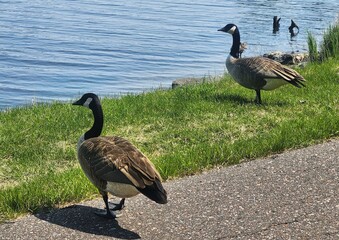 canada goose on the beach