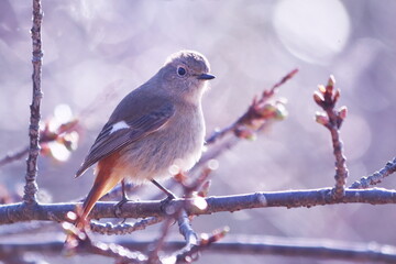 芽吹き始めた桜の木に止まるジョウビタキ