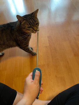 cat training with clicker