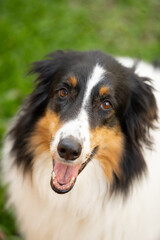 Large, long-haired shepherd dog with black, white, and caramel fur looking at the camera while standing on grass