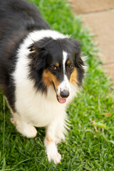 Fototapeta premium Large, long-haired shepherd dog with black, white, and caramel fur looking at the camera while standing on grass