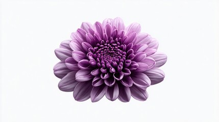 Vibrant purple chrysanthemum flower isolated on a clean white background