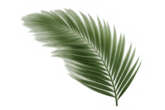 Green palm leaf frond vector with blurred effect and transparent background creating tropical botanical design
