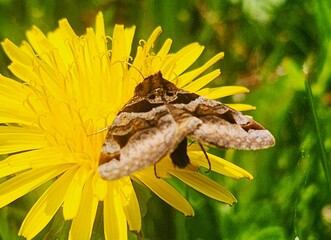 butterfly on a flower