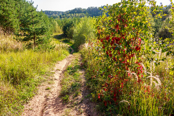 Sun-drenched winding dirt track meanders through lush foliage, a vibrant bush ablaze with red and green leaves on the side, hinting at early fall