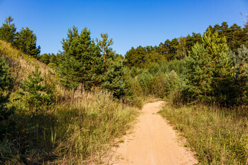Rugged dirt trail cuts through a wild landscape with dense pine trees and dry grass, under a bright blue sky for off-road thrills