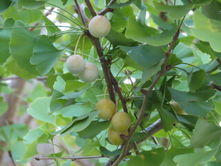 未熟な銀杏のクローズアップ写真