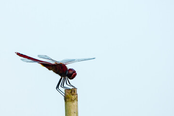 Colorful Dragonfly Resting on Stick Over Serene Water Surface