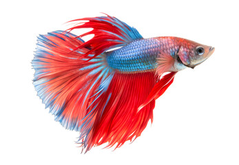 A beautiful blue and red Siamese fighting fish or betta isolated and generative with AI in png file format