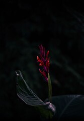 Red flower in the park