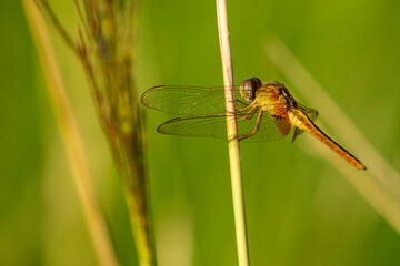 Colorful Dragonfly Resting on Stick Over Serene Water Surface