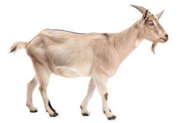 An adorable young beige or cream goat standing with right side view isolated and generated with AI in png file format