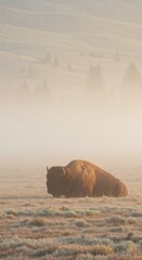 North American Wilderness: Bison (Bison bison) Enjoying a Quiet Morning Rest