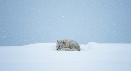 Winter Solitude: Wild Animal Resting Peacefully in a Blanket of Fresh Snow