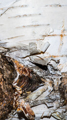 birch bark texture or background.