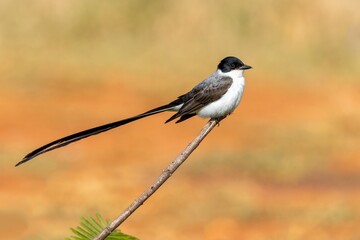 Southern Fork-tailed Flycatcher