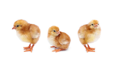 Newborn Rhode Island Red Chicken. Set of three cute little orange chicks stand and sit isolated on white background.