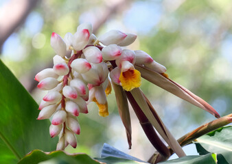 Shell ginger (lat.- Alpinia zerumbet)