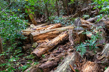 伐採されて森に放置された木