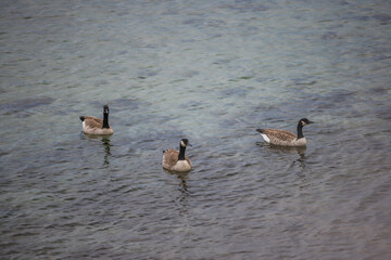 Three Canada geese gracefully swimming in clear blue lake water on a calm day
