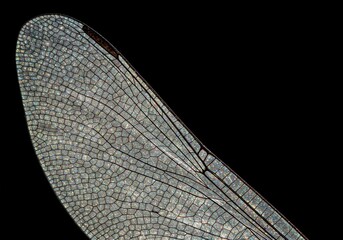 Close-up of delicate dragonfly wing veins showcasing an intricate, iridescent natural pattern. Detailed macro shot of translucent insect anatomy ,iridescent ,delicate structure ,complex