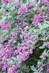 ハギ（萩）の花　Bush clover