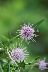 ノアザミ　Japanese thistle