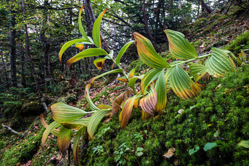 長野県八ヶ岳北横岳森の筆跡
