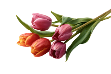 a bunch of pink and orange tulips on a white background