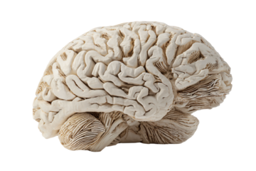 a white human brain model on a white background