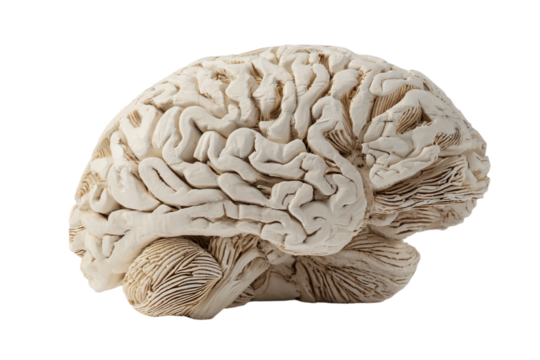 a white human brain model on a white background