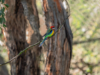 Isolated Eastern Rosella Befpre Trunk