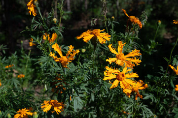 cempasuchil flowers in xochimilco mexico city
