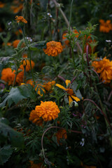 cempasuchil flowers in xochimilco mexico city