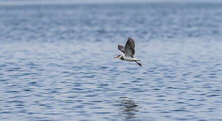 Shorebird in Flight - A Moment of Coastal Grace and Freedom.