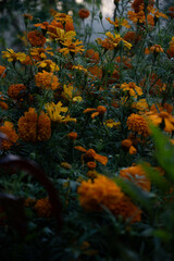  cempasuchil flowers in xochimilco mexico city
