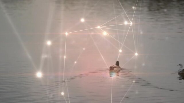 mallard duck gliding starting network flare fading as swan appearing visualizing data