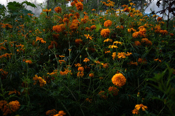  cempasuchil flowers in xochimilco mexico city
