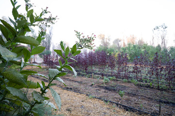 lavender field in spring