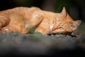 ginger cat lying on the ground in the garden, selective focus