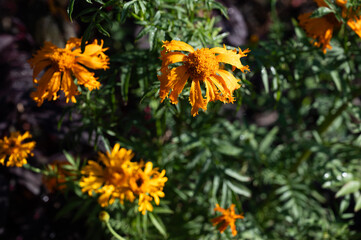 cempasuchil flowers in xochimilco mexico city