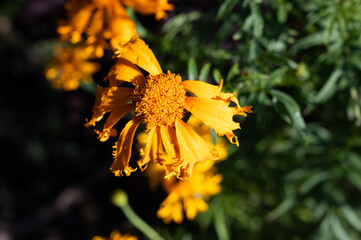 cempasuchil flowers in xochimilco mexico city