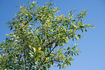 green leaves on blue sky background