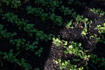 plants in a harvest in xochimilco mexico city