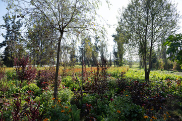 Chinampas field in xochimilco mexico city